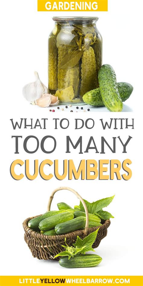 what to do with excess cucumbers.